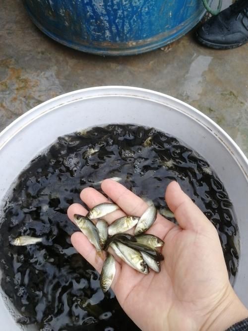 鯉魚苗圖片