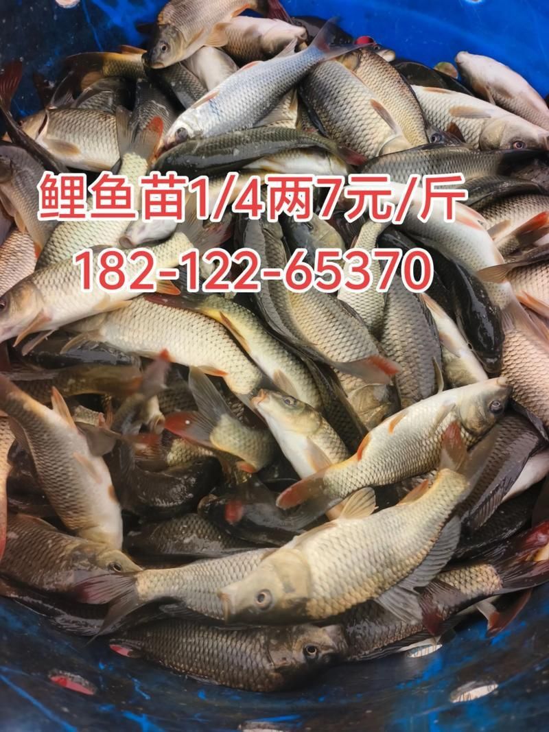 鯉魚苗圖片