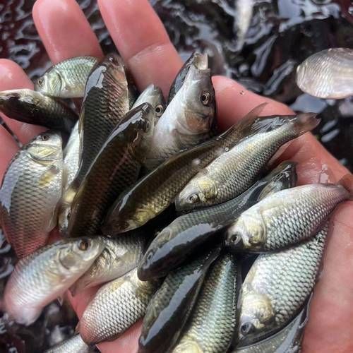 鯉魚苗圖片
