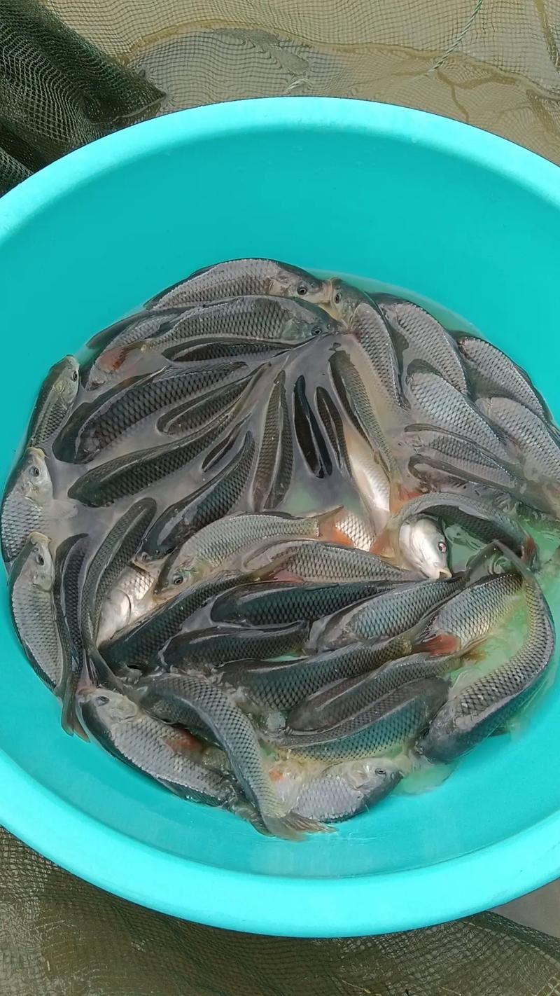 鯉魚苗圖片