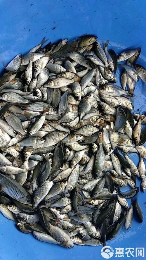 鯉魚苗圖片
