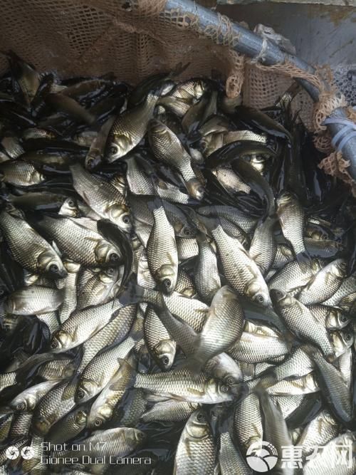 鯉魚苗圖片