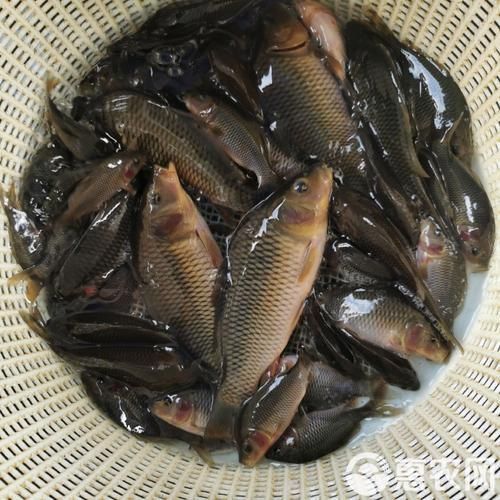 鯉魚苗圖片