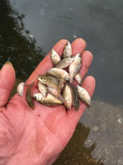 鯉魚苗圖片