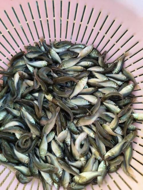 鯉魚苗圖片