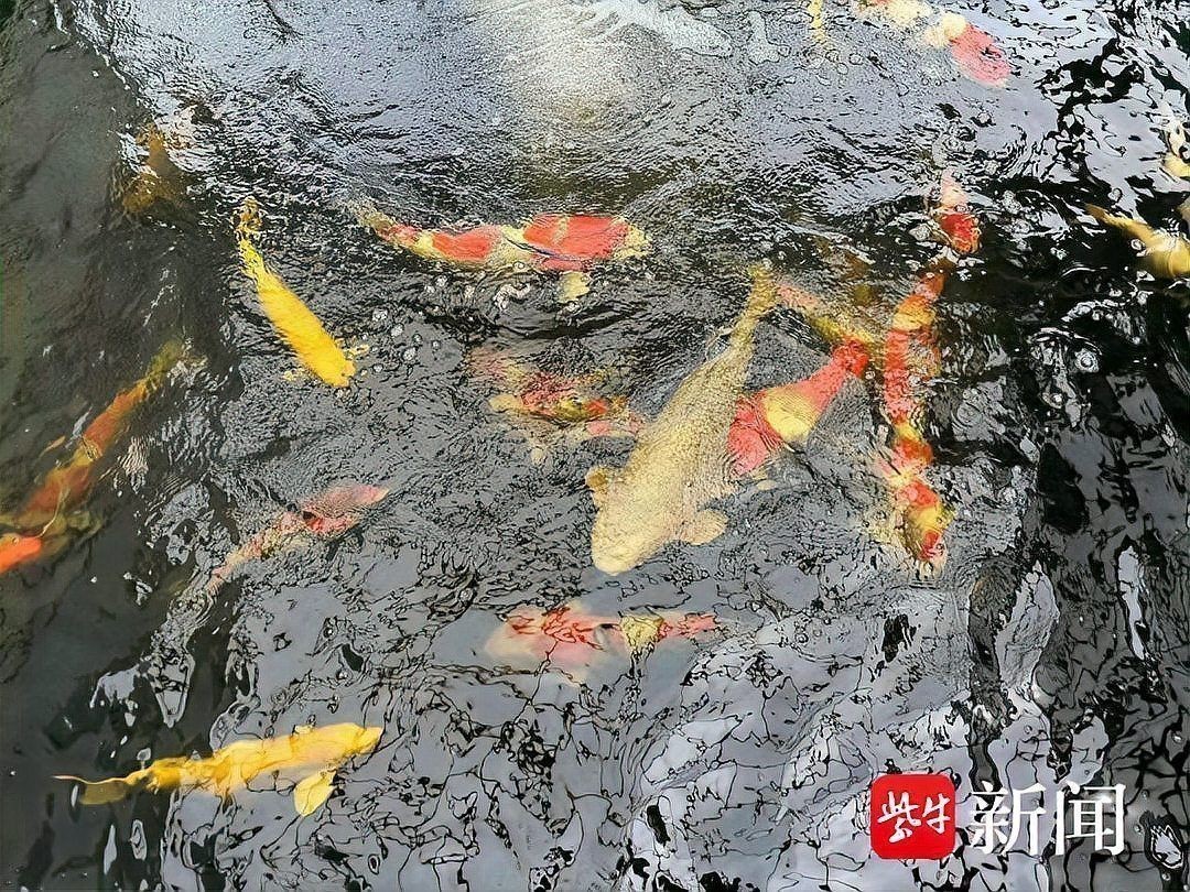 鯉魚苗圖片