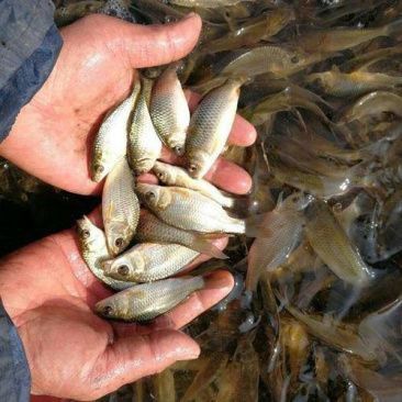 鯉魚苗圖片