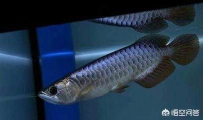 龍魚能承受的最低溫度：龍魚的適宜生長溫度是多少？