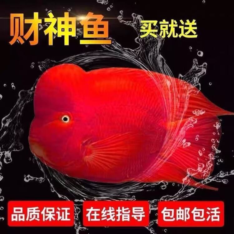 金剛財神魚多少錢 龍魚百科 第1張 金剛財神魚多少錢 金剛財神魚多少錢 龍魚百科 第1張
