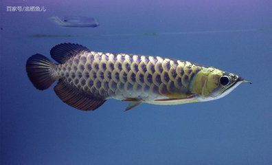 龍魚上游是怎么回事 龍魚上游是怎么回事 龍魚百科 第4張