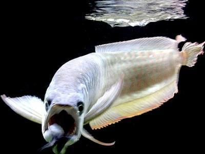 龍魚上游是怎么回事 龍魚上游是怎么回事 龍魚百科 第5張