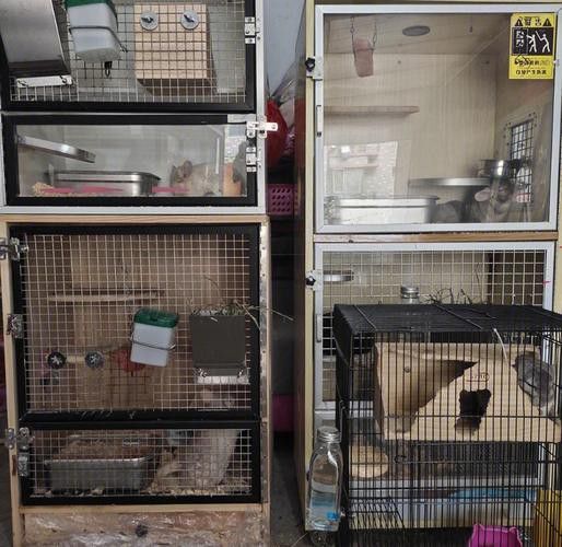 有哪些適合多只龍貓的籠子 龍魚百科 第6張 有哪些適合多只龍貓的籠子 有哪些適合多只龍貓的籠子 龍魚百科 第6張