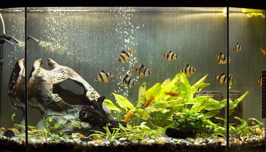 龍魚撞缸后怎么處理：龍魚撞缸后如何快速恢復