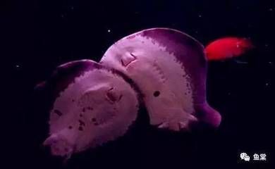龍魚用必定清會死魚嗎：龍魚使用必定清驅(qū)蟲藥時，如果下藥量過多，可能會對魚兒產(chǎn)生影響