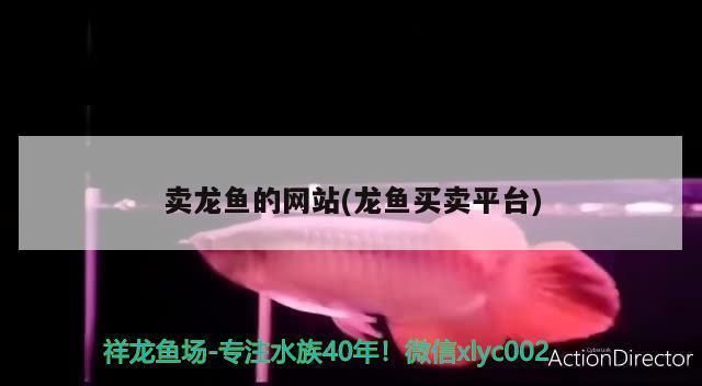 龍魚買賣平臺(tái)：龍巔商城交易模式介紹龍魚買賣平臺(tái)自由交易安全嗎