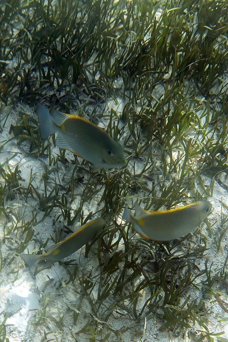 雷龍魚喜歡酸性水質嗎 雷龍魚喜歡酸性水質嗎 龍魚百科 第7張