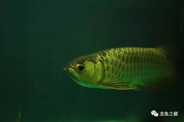 知名龍魚品牌有哪些牌子的：知名龍魚品牌有哪些 知名龍魚品牌有哪些牌子的：知名龍魚品牌有哪些 龍魚百科 第3張