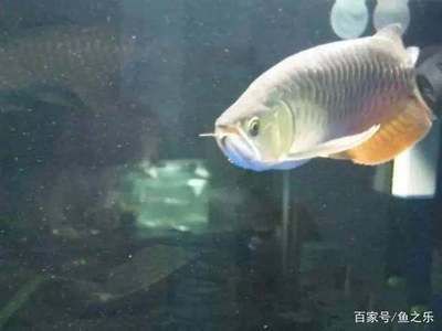 知名龍魚品牌有哪些牌子的：知名龍魚品牌有哪些 知名龍魚品牌有哪些牌子的：知名龍魚品牌有哪些 龍魚百科 第1張
