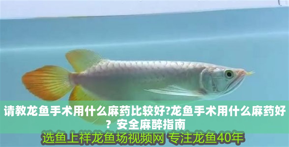 請教龍魚手術用什么麻藥比較好?龍魚手術用什么麻藥好？安全麻醉指南