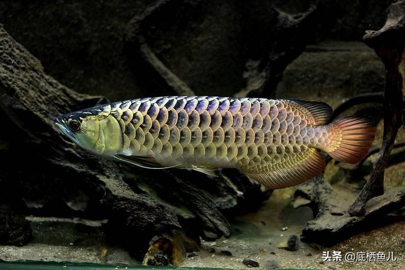 龍魚呆在水面不游動了：龍魚呆在水面不游動怎么辦