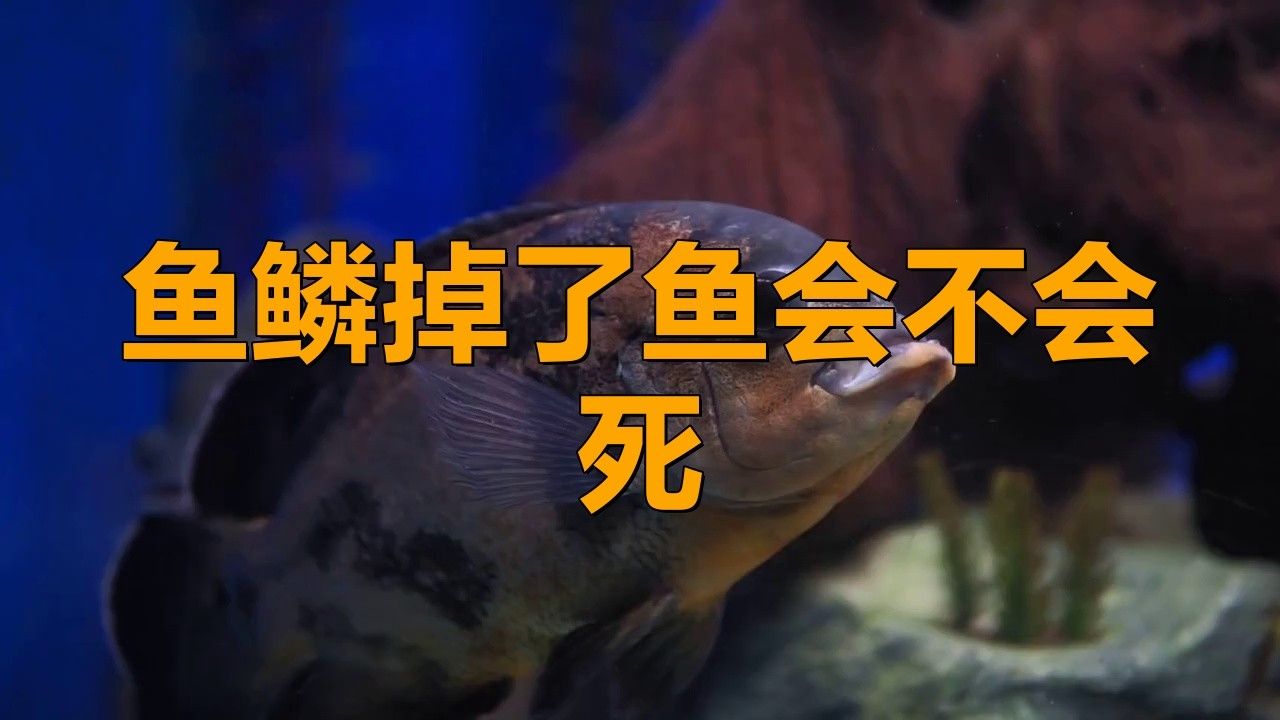 龍魚鱗片爛了多久會死？