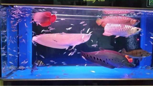 七星刀魚和金龍魚混養：七星刀魚和金龍魚可以混養嗎