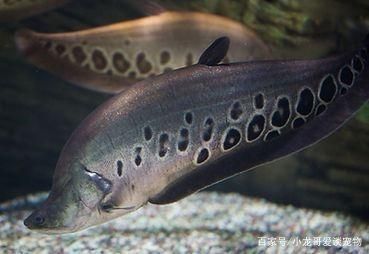 七星刀魚和金龍魚混養：七星刀魚和金龍魚可以混養嗎