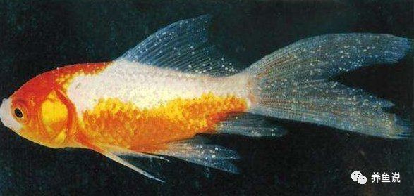 觀賞魚疾病預防方法