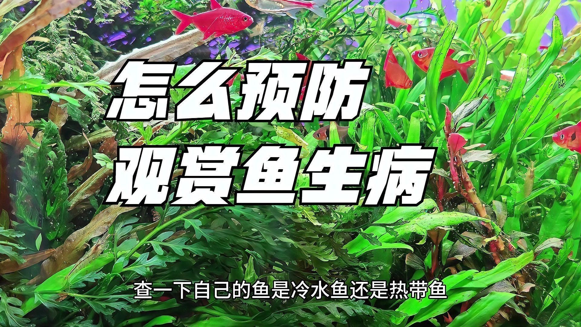 觀賞魚疾病預防方法