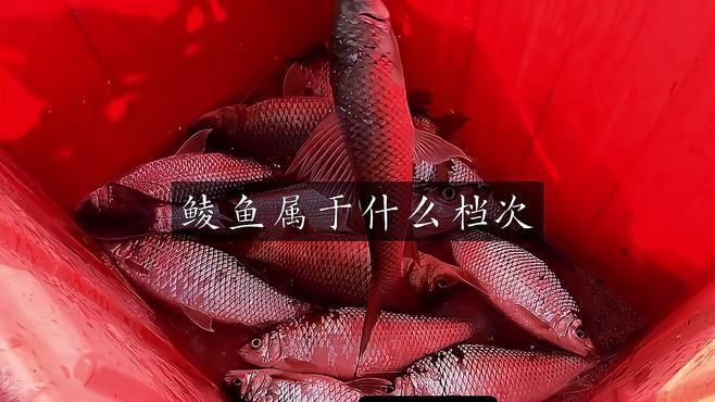 鯪魚屬于什么檔次