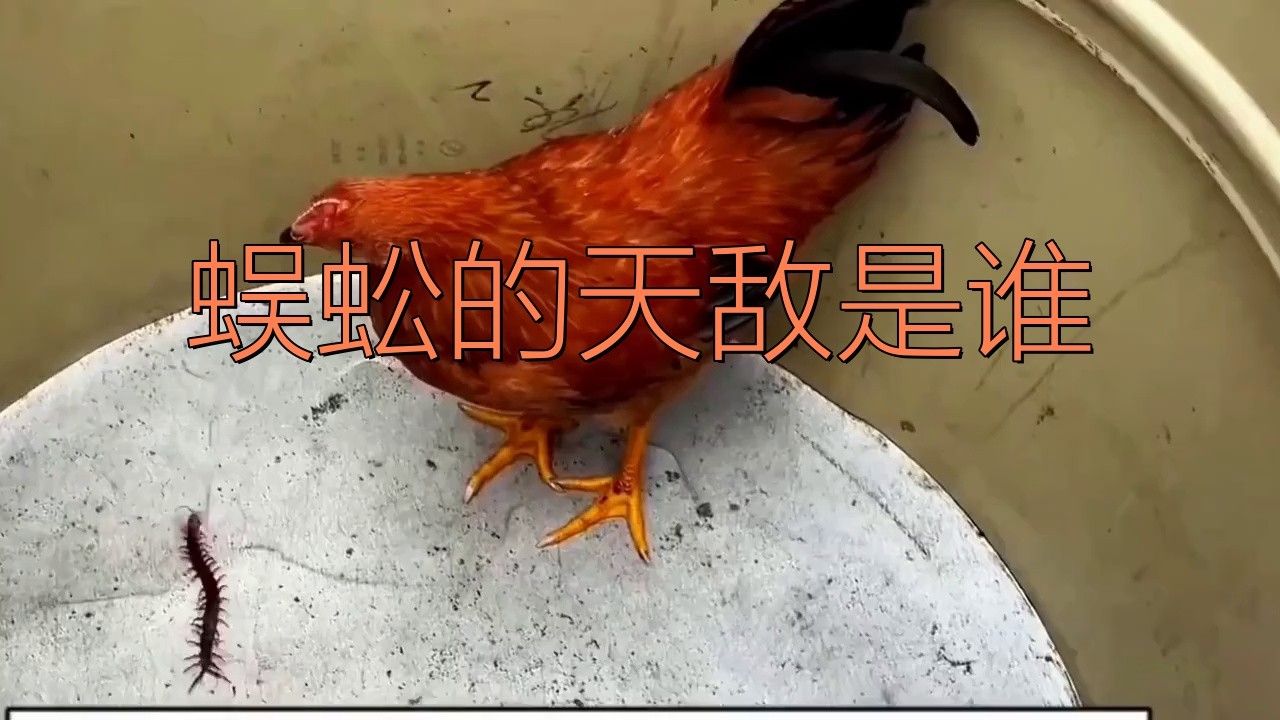 哪種天敵對紅龍蜈蚣的威脅最大？