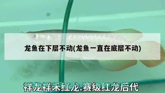 龍魚老是在缸底不游怎么回事：龍魚老是在缸底不游怎么辦