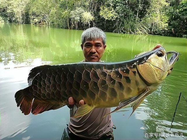 龍魚只吃蝦不吃小魚