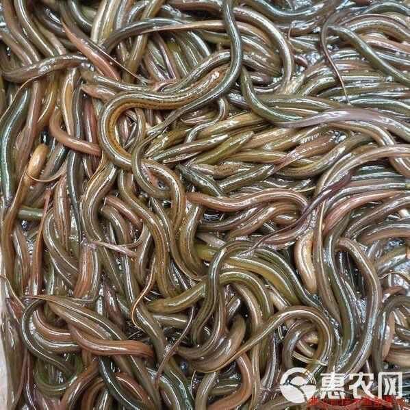 鱔魚(yú)苗哪有出售