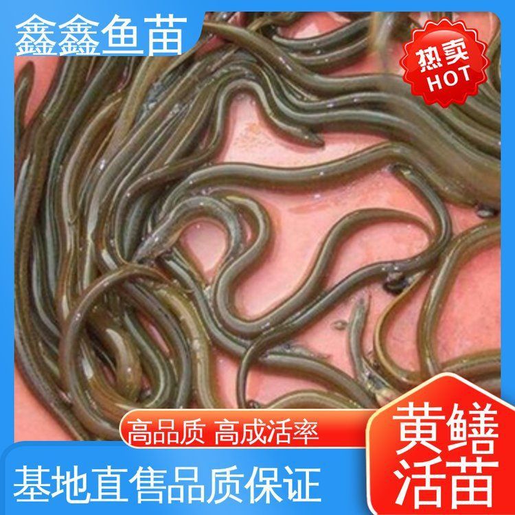 鱔魚(yú)苗哪有出售