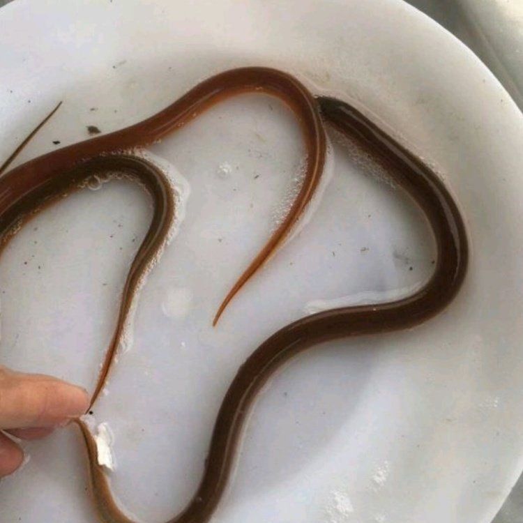 鱔魚(yú)苗哪有出售