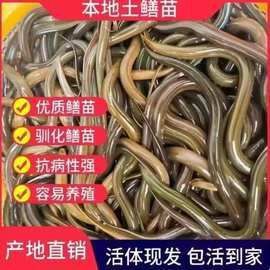 鱔魚(yú)苗哪有出售
