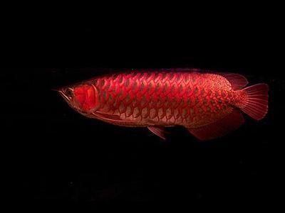 養了幾年的龍魚突然死了什么預兆：養了幾年的龍魚突然死亡可能會有以下幾個預兆 養了幾年的龍魚突然死了什么預兆：養了幾年的龍魚突然死亡可能會有以下幾個預兆 龍魚百科 第2張