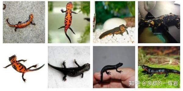 小火龍魚繁殖
