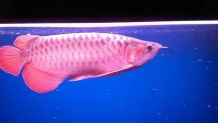 金龍魚不愛吃食是什么原因：金龍魚不吃食怎么辦
