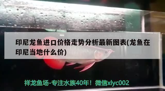 龍魚在印尼當地什么價 龍魚在印尼當地什么價 龍魚百科 第2張