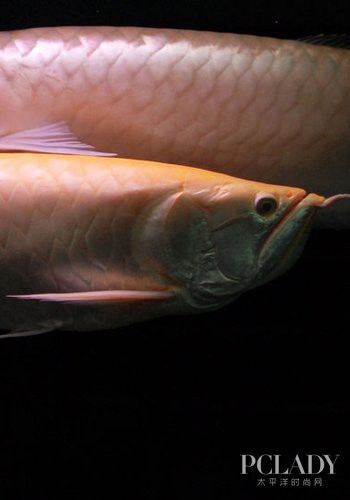 銀龍魚爛鱗病初期癥狀是什么？ 銀龍魚爛鱗病初期癥狀是什么？ 龍魚百科 第3張