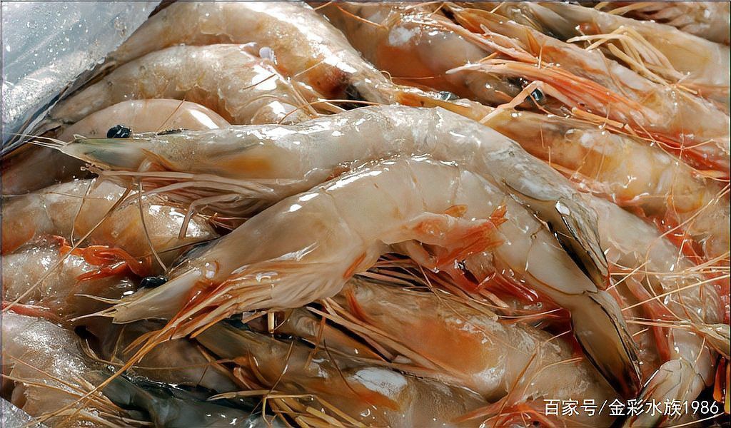 如何給龍魚安全地喂食甲殼類食物？ 如何給龍魚安全地喂食甲殼類食物？ 龍魚百科 第1張