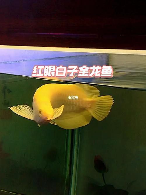 紅眼白子金龍魚
