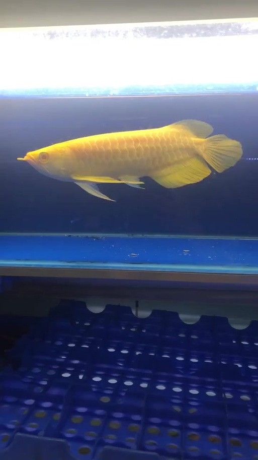 紅眼白子金龍魚