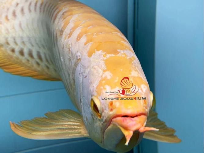 紅眼白子金龍魚