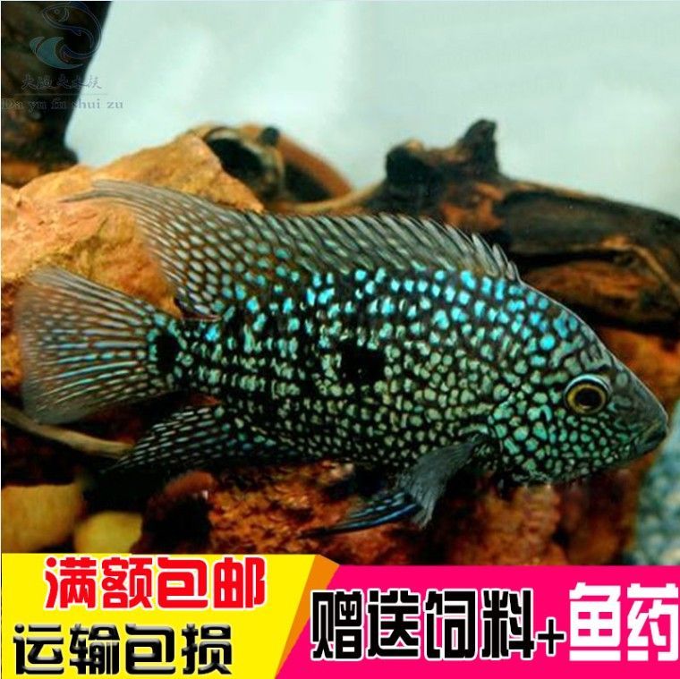 德州豹魚能和龍魚混養嗎？：德州豹魚和龍魚可以混養么？