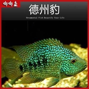 德州豹魚能和龍魚混養嗎？：德州豹魚和龍魚可以混養么？