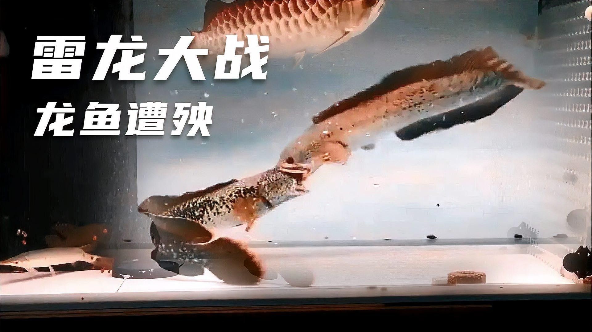雷龍魚與龍魚混養