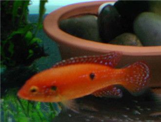 紅寶石魚能和金龍魚一起養(yǎng)嗎（紅寶石魚和金龍魚混養(yǎng)的注意事項）